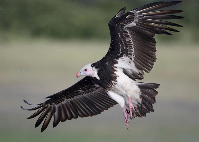 Bird_2