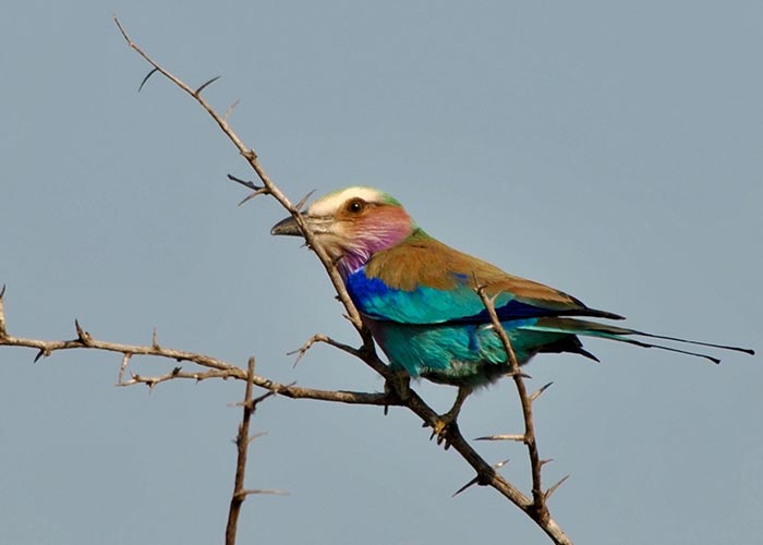 Bird_3