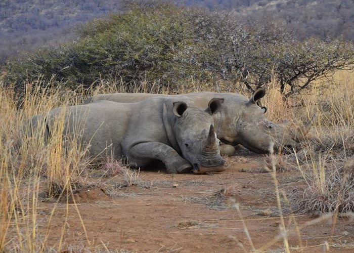 Rhino
