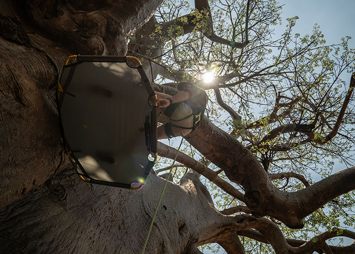 Baobab_Safari
