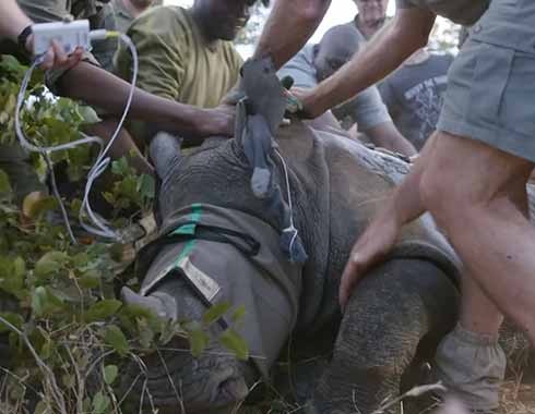 Special Event: Rhino Ear Notching