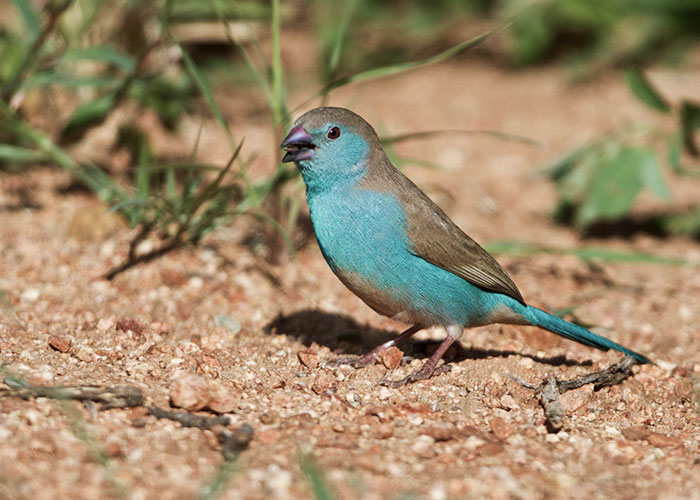 Sango-Bird