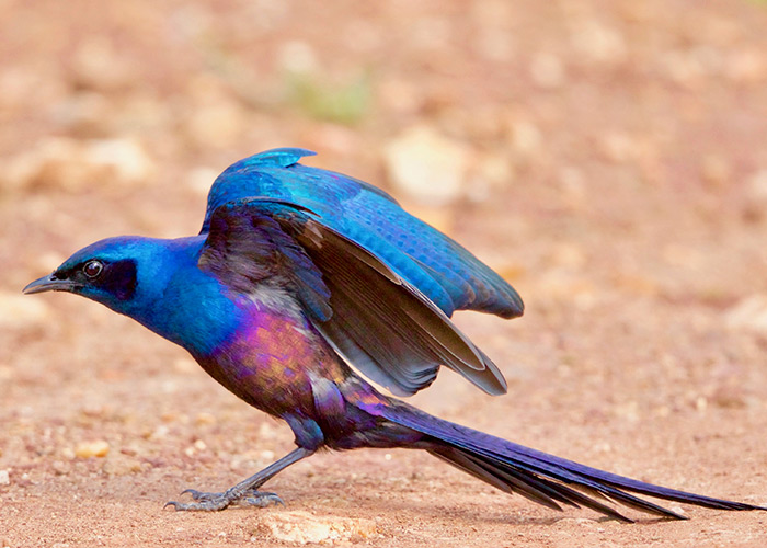 Sango-Birding