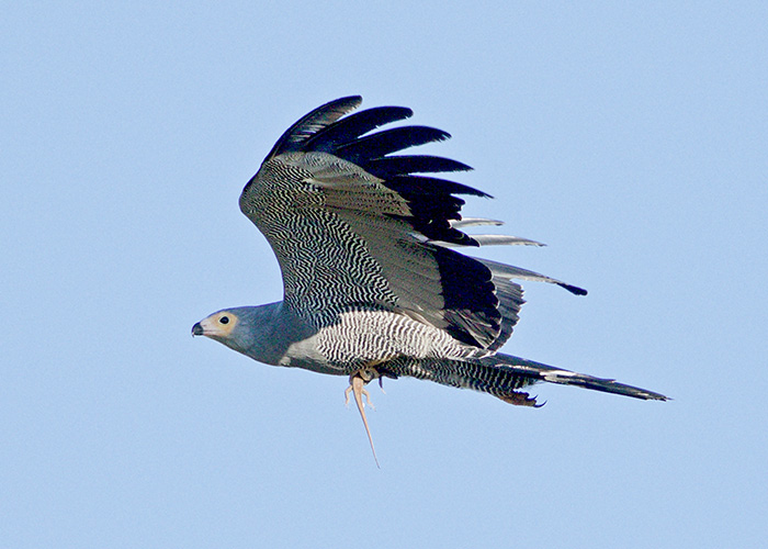 Sango-Birding_3