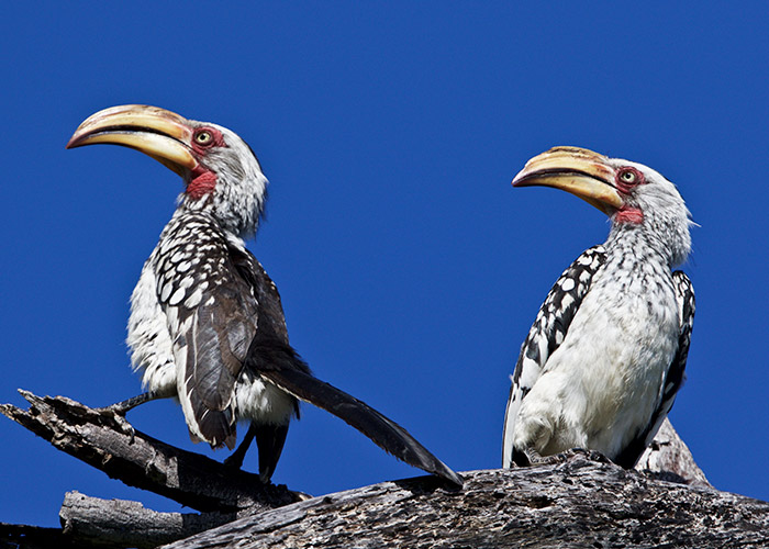 Sango-Birding_5