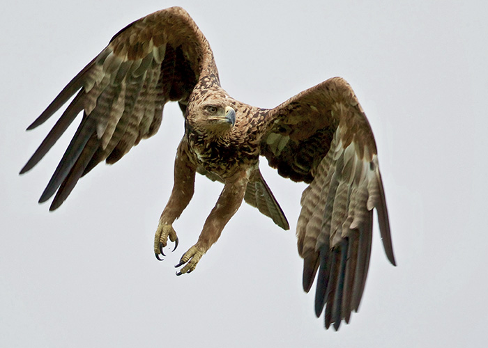 Sango-Eagle