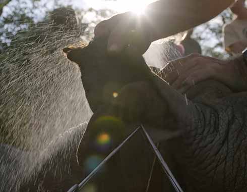 Cooling the rhino with water while being notched