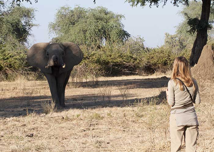 Sango_Walking_Safari_2