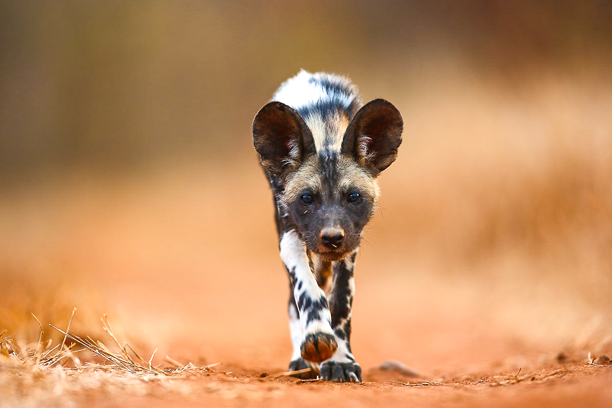 Wild_Dog-2